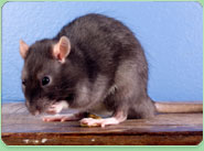 rat control Romford